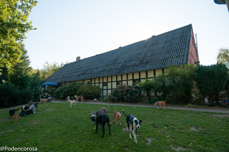 Hunde- und Pferdeschutzhof Podencorosa e.V. in Tecklenburg