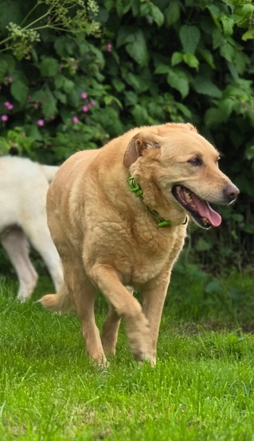 Ariel Schäferhundmix Italien