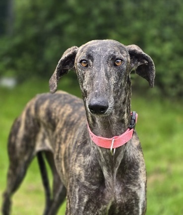 Ilona Spanien Jagdhund gestromt Galgo