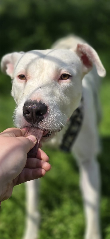 Nuka Hündin Podenco Dogge Mix