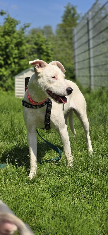 Nuka Hündin Podenco Dogge Mix