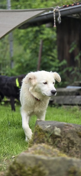 Die süße kleine Nala sucht ihr erstes eigenes Zuhause.