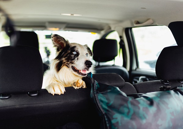 Hund Auto Sommer heiß hitzeschlag