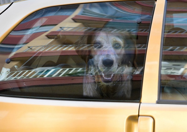 Hund Auto Sommer heiß Tod