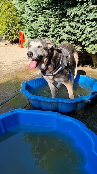 Edda deutschland kettenhund wasser