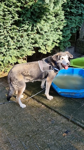 Edda deutschland kettenhund wasser