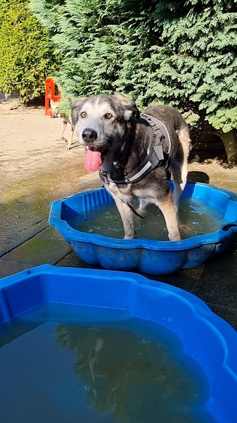 Edda deutschland kettenhund wasser