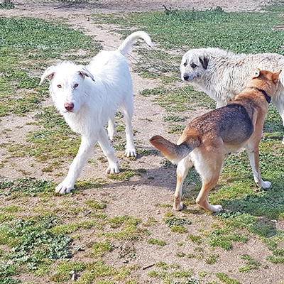 Lobo Spanien Tierschutz Hund Rüde