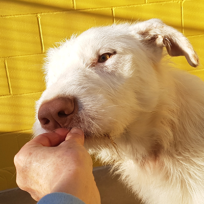 Lobo Spanien Tierschutz Hund Rüde