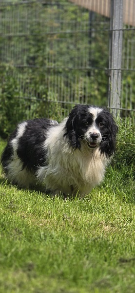 Smiley Rüde Rumänien