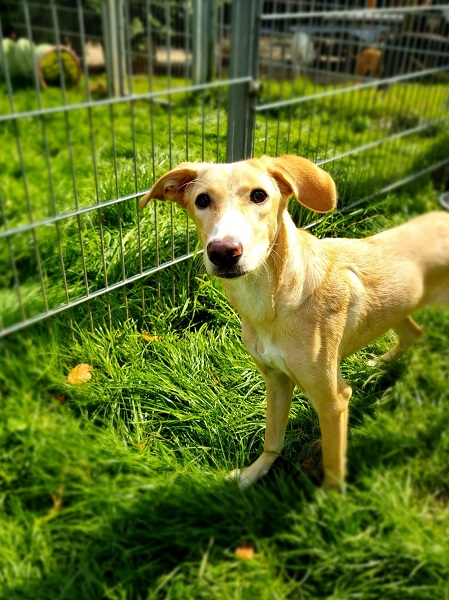 Hündin Bella Italien auf der Wiese