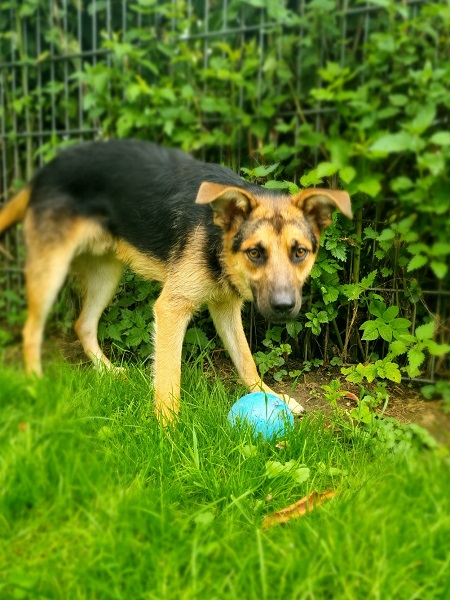 Rüde Remus Schäferhund Tierschutz Italien