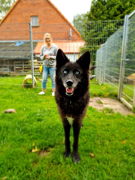 Yuna sieht aus wie schwarzer Wolf mit blauen Augen