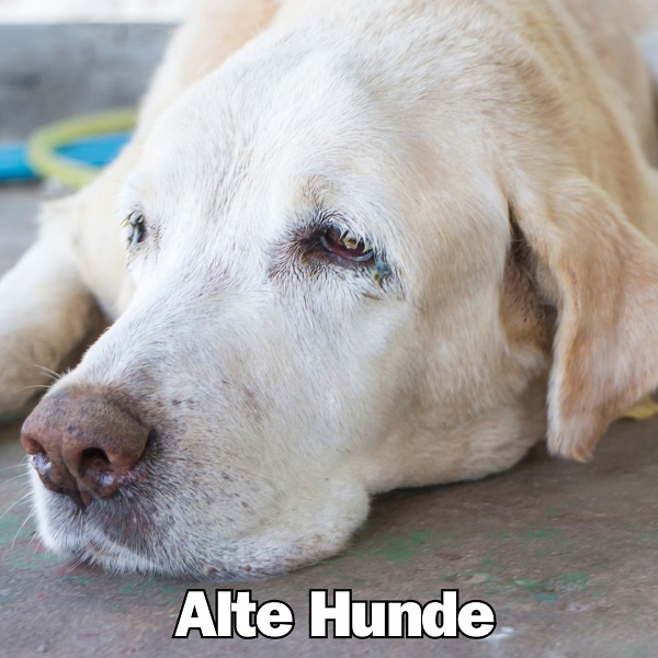 Alte Hunde gefährdet Hitzeschlag