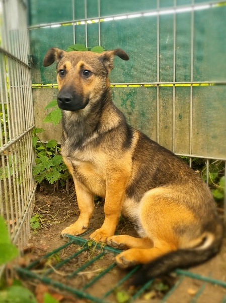 Bebe Junghund Rumänien Tierschutz