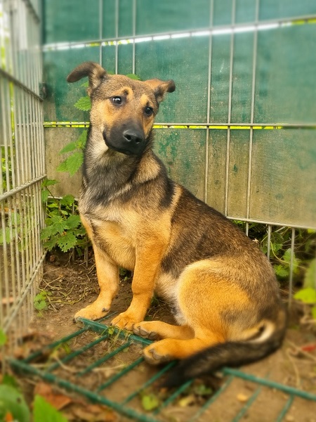 Bebe Junghund Rumänien Tierschutz