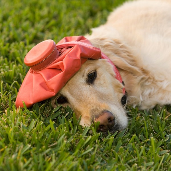 Hund Sonne Hitzeschlag Kühlung