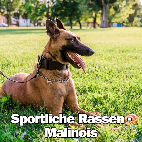 Sportliche aktive Hunde Hitzschlag