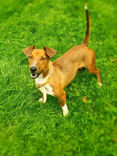 Max Rüde Tierschutz Italien Jack Russel