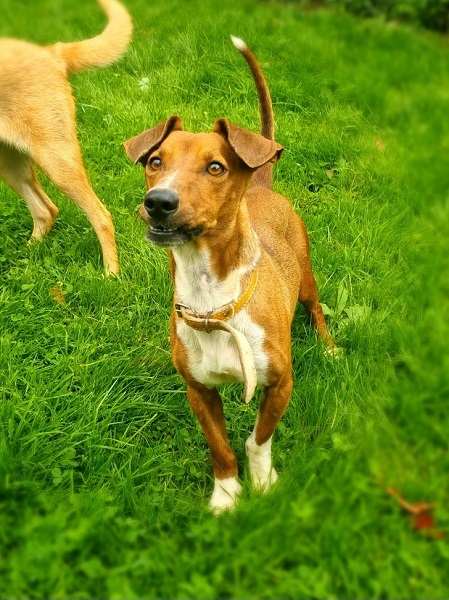 Max Rüde Tierschutz Italien Jack Russel