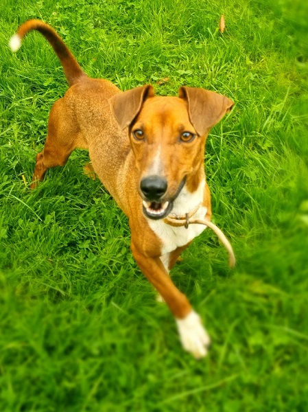 Max Rüde Tierschutz Italien Jack Russel