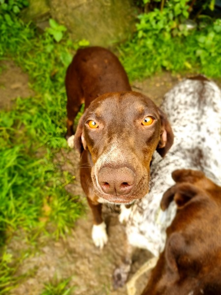 Mel Hündin Portugal Straßenhund