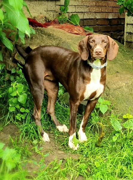 Mel Hündin Portugal Straßenhund