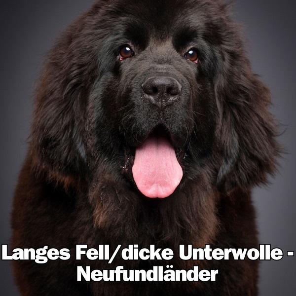 Unterwolle, dickes Fell Hunde Hitzschlag