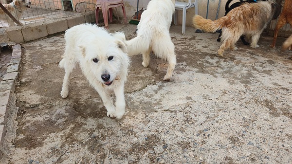 Rüde White weiß Spanien Zuhause gesucht