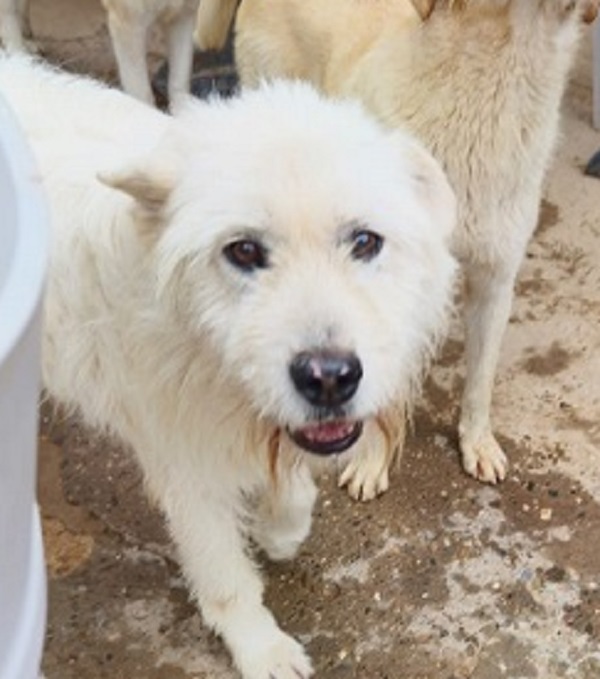 White Rüde weiß Spanien Zuhause gesucht