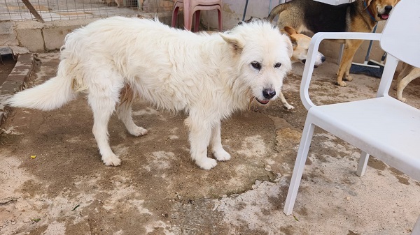 White Rüde weiß Spanien Zuhause gesucht