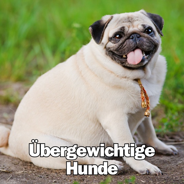 Übergewichtige Hunde Hitzschlag