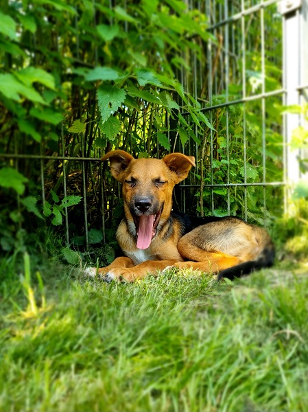 Ulisse Rüde Welpe Rumänien Straßenhund