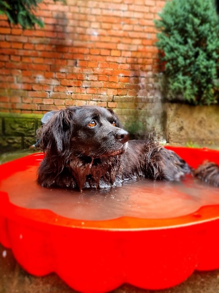 Schwarzer Rüde Leo in der Wassermuschel