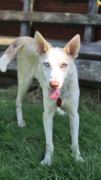 Rüde Amigo weißer Husky mit blauen Augen