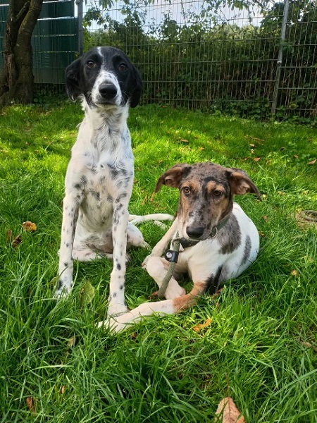 Dalia und Demi gemeinsam auf der Wiese