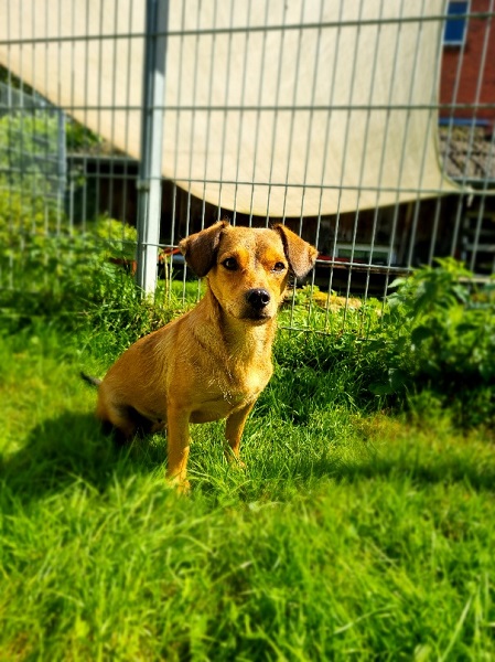 Nala beige Hündin aus Rumänien liegt im Gras und schaut rauf