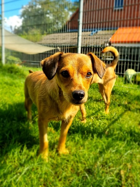 Nala beige Hündin aus Rumänien liegt im Gras und schaut rauf