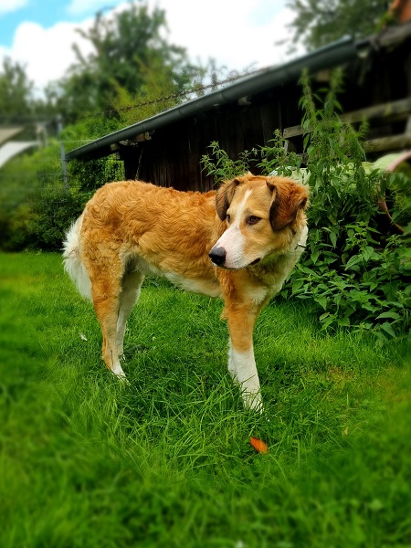 Rüde Pongo schaut seitlich weg