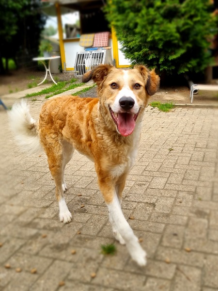 Rüde Pongo laufend, Beine über Kreuz