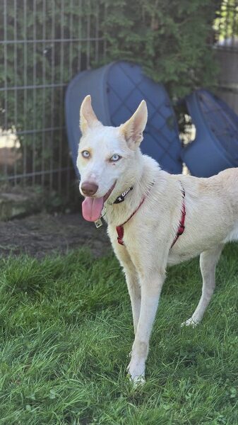 Rüde Amigo weißer Husky mit blauen Augen