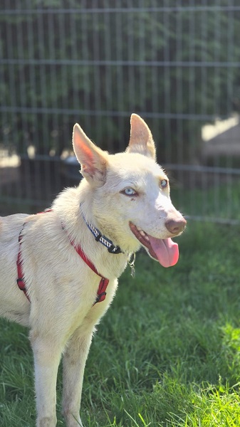 Rüde Amigo weißer Husky mit blauen Augen