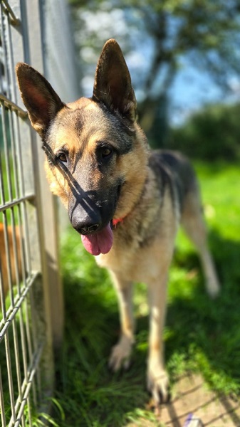 Ulysses Schäferhund Spanien Tierschutz