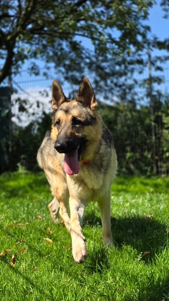 Ulysses Schäferhund Spanien Tierschutz