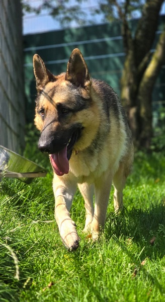 Ulysses Schäferhund Spanien Tierschutz