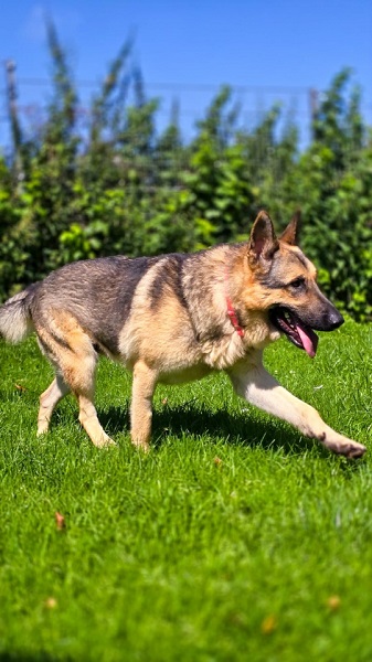 Ulysses Schäferhund Spanien Tierschutz