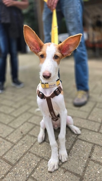 Welpe Freddy Podenco mit riesen Ohren