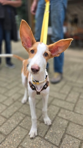 Welpe Freddy Podenco mit riesen Ohren