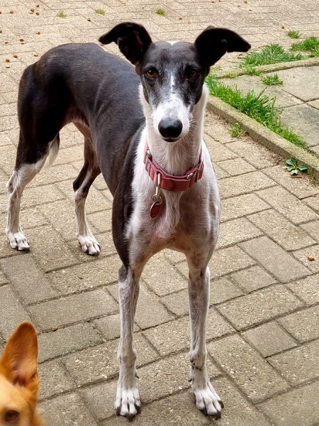 Winnie Podencorosa e.V. Galga