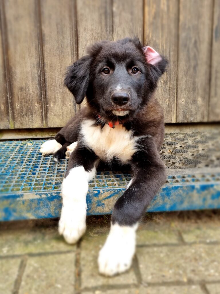 Welpe Rüde Mali Border Collie Mix